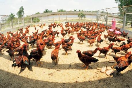 DABACO đặt mục tiêu doanh thu 2016 hơn 8 nghìn tỷ đồng