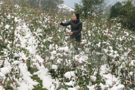 Dự báo thời tiết: Từ 23-27/1, Bắc Bộ rét đậm, vùng núi có thể có mưa tuyết