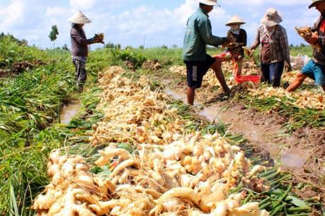 Nguy cơ thua lỗ nặng vụ gừng Tết 2016