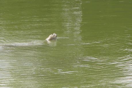 Xác "cụ" Rùa Hồ Gươm sẽ được đưa vào Bảo tàng Thiên nhiên Việt Nam