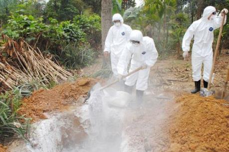 Dập ổ dịch cúm gia cầm H5N6