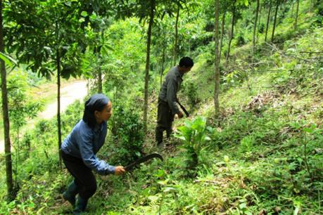 Hộ nghèo được vay vốn trồng rừng, chăn nuôi với lãi suất thấp
