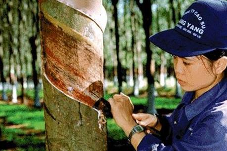 Tập đoàn Cao su Việt Nam sẽ cổ phần hóa trong năm 2017