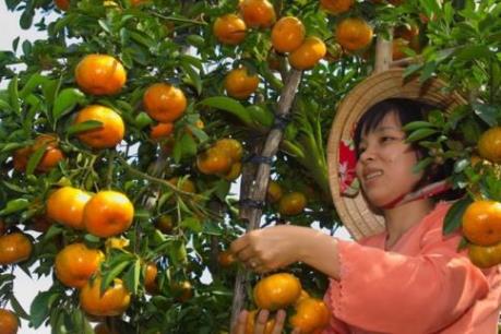 Chuẩn bị 50 nghìn tấn quýt Lai Vung phục vụ tết