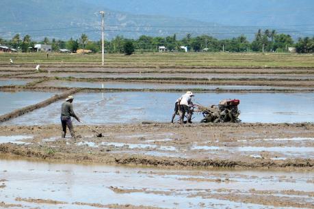 Khuyến cáo gieo cấy vụ Đông Xuân đồng loạt để tránh thiệt hại