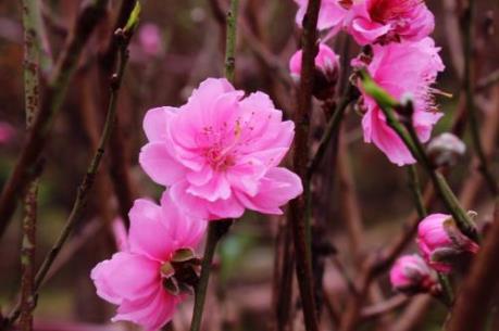 Người Hà Nội mua đào chơi tết sớm