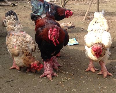 Gà Đông Tảo đắt hàng