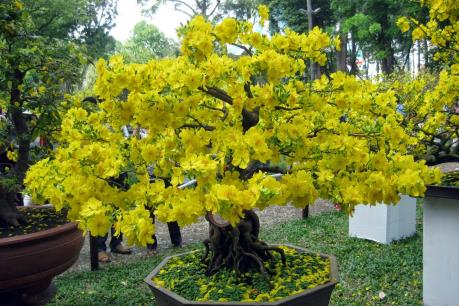 Cung ứng hơn 10.000 gốc mai Phú Hưng cho thị trường Tết