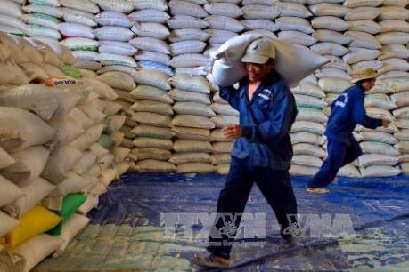Lượng xuất khẩu gạo tăng khoảng 46% trong tháng 1/2016