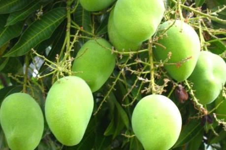 Xuất khẩu lượng lớn xoài sang Úc