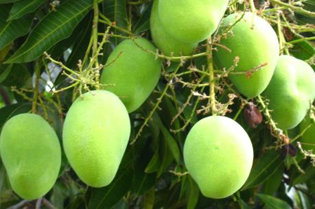 Xoài Úc trái vụ cháy hàng trước Tết