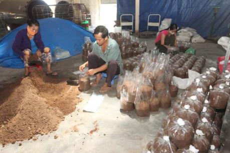 Xuất hiện tình trạng khai thác cạn kiệt cây dược liệu ở Kon Tum