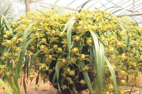 Địa lan Sa Pa "cháy" hàng