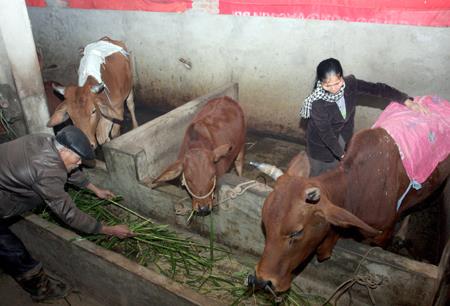 Quảng Ninh: Tăng cường chống rét đậm, rét hại xuống từng thôn, bản