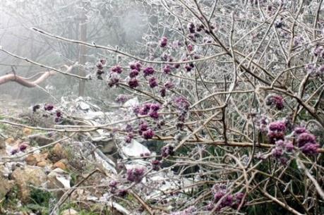 -7 độ C khiến băng tuyết phủ trắng rừng Phja Oắc