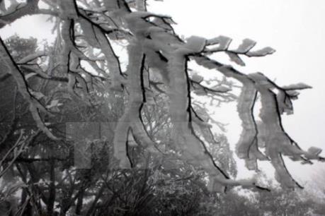 Rét đậm rét hại kéo dài đến 27/1, vùng núi cao có khả năng dưới 0 độ C