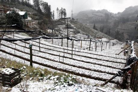 Tuyết rơi dày tại Sa Pa