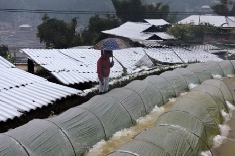 Tuyết rơi bất thường gây thiệt hại nặng cho nông dân Yên Bái
