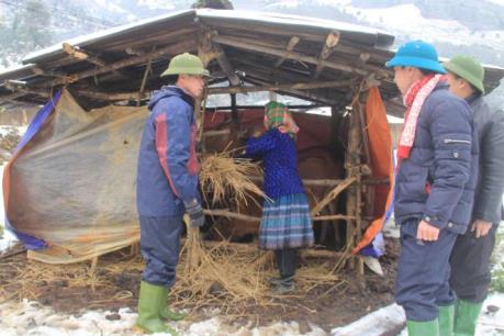 Nhiều địa phương thiệt hại vì giá rét