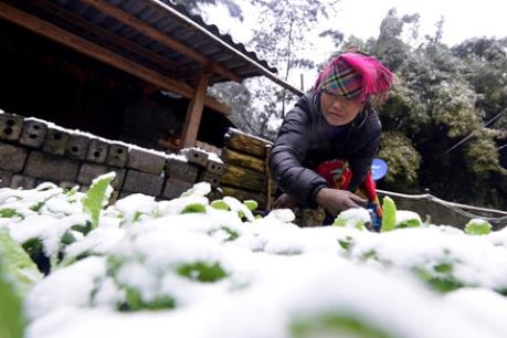 Lào Cai thiệt hại trên 5 tỷ đồng do mưa tuyết