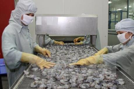Ngành tôm xuất khẩu có nguy cơ “bỏ trống” thị trường 800 triệu USD