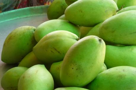 Xoài cát Hòa Lộc thu hoạch sớm giá cao