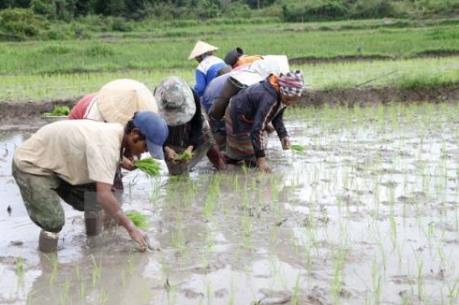 Kết thúc đợt 1 lấy nước: 50% diện tích đã đủ nước gieo cấy vụ Đông Xuân