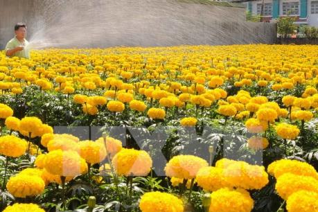 Làng hoa Sa Đéc hút khách tham quan dịp Tết