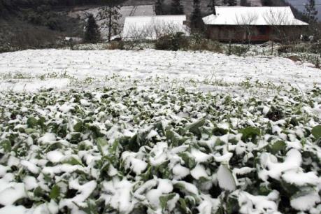 Bí quyết giúp nông dân bảo vệ cây trồng, vật nuôi trước rét hại