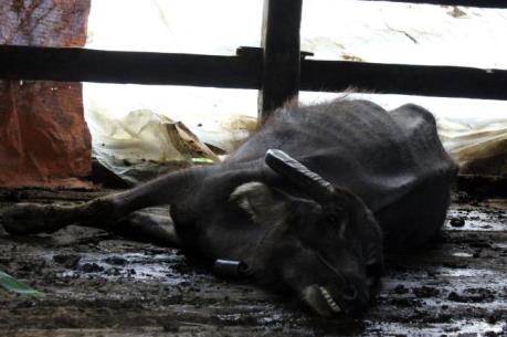 Rét hại kèm theo băng giá gây thiệt hại lớn cho các tỉnh phía Bắc