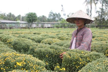 Nông dân lo lắng vì hoa Tết nở muộn