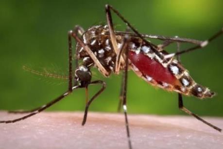 Mỹ đẩy nhanh việc nghiên cứu vaccine phòng ngừa virus Zika