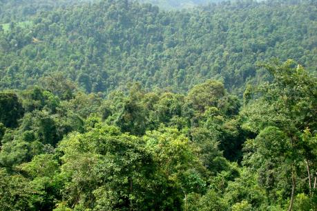 Phát triển hệ thống thông tin quản lý rừng