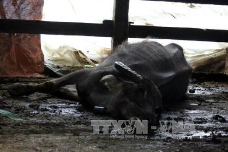 Hơn 8.900 gia súc bị chết, các tỉnh tập trung khắc phục hậu quả sau rét
