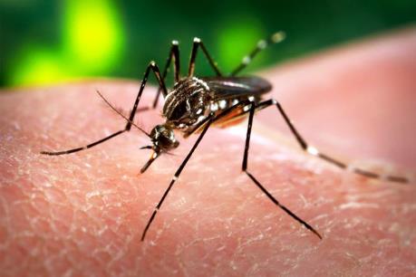 WHO cảnh báo virus Zika đang "lây lan bùng nổ"