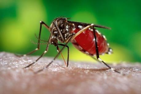 TP Hồ Chí Minh chủ động ứng phó với dịch bệnh do virus Zika