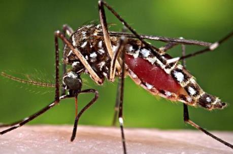 Bộ Y tế: Nguy cơ dịch bệnh do virus Zika xâm nhập Việt Nam là rất lớn