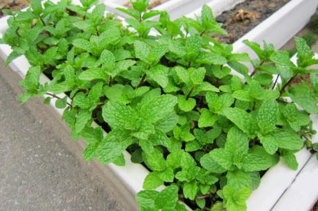 Thú vui của người Hà Thành