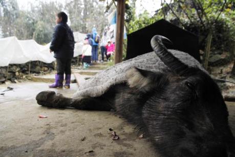 Thanh Hóa chi gần 5 tỷ đồng hỗ trợ cho các hộ dân bị thiệt hại vì rét đậm