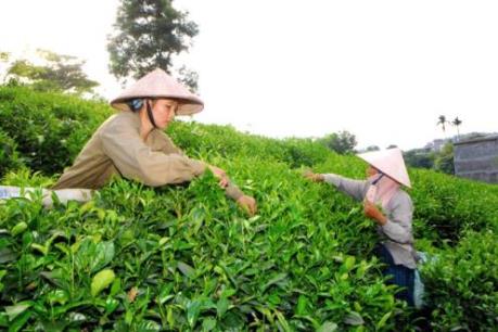 Chè Thái Nguyên được mùa, giá ổn định