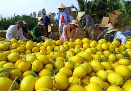 Cung cấp hơn 3.000 tấn dưa lê Lai Vung phục vụ Tết