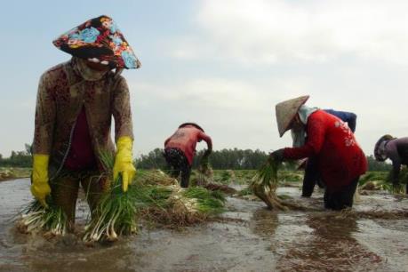 Đồng Tháp được mùa kiệu Tết