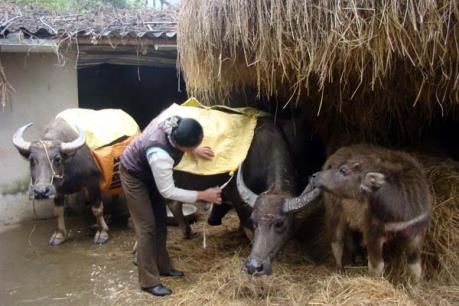 Cách phòng tránh rét cho người và gia súc