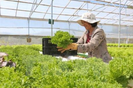 Rau, hoa Đà Lạt đồng loạt rớt giá
