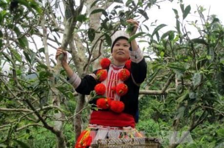 Giấy “khai sinh” cho sản vật Việt