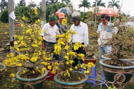 Mất mùa, hoa mai Tết tăng giá gấp từ 3-4 lần