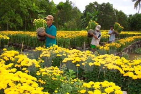 Hoa tết Đà Lạt nhộn nhịp vào mùa