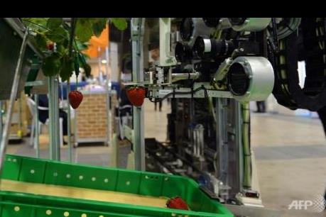 Nhật Bản giới thiệu nông trại tự động hóa đầu tiên trên thế giới