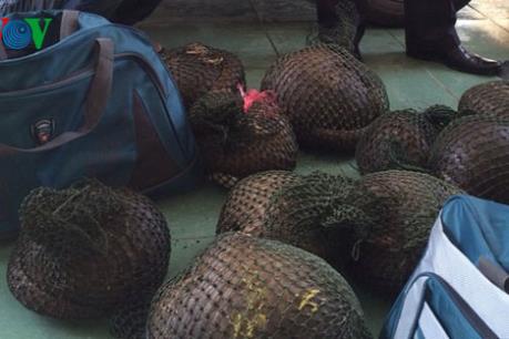 Bắt quả tang một xe ô tô vận chuyển hơn 300 kg tê tê