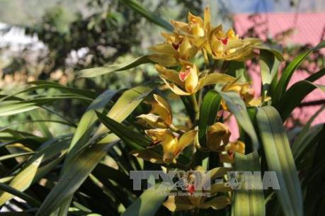 Rộn ràng mùa hoa cảnh Tết